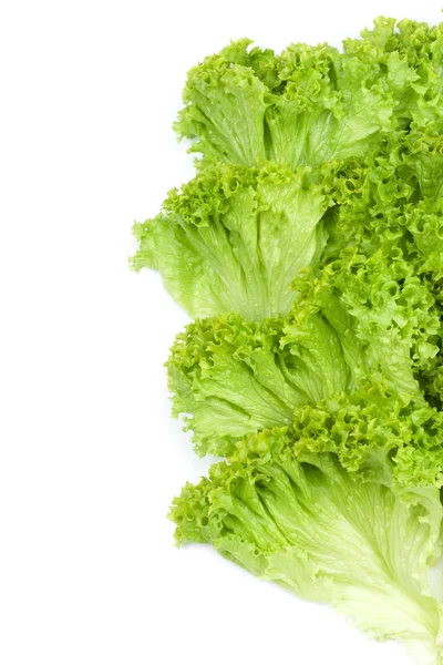 Grüner Salat — Stockfoto