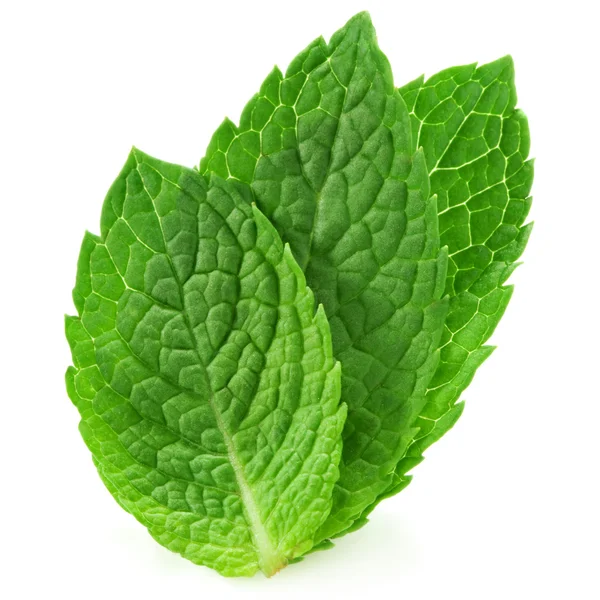 Fresh mint leave — Stock Photo, Image