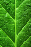 zelená listová texturu s kapky