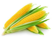 klas kukuřice