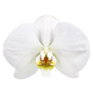 Beyaz Orkide çiçek