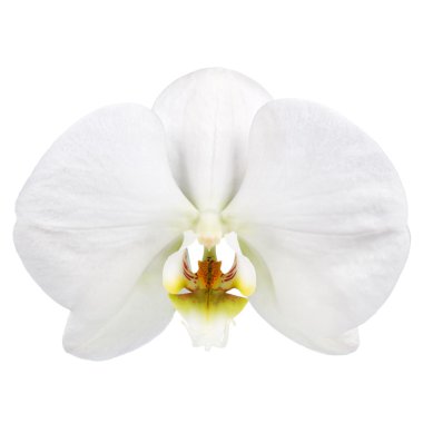 White orchids flower clipart