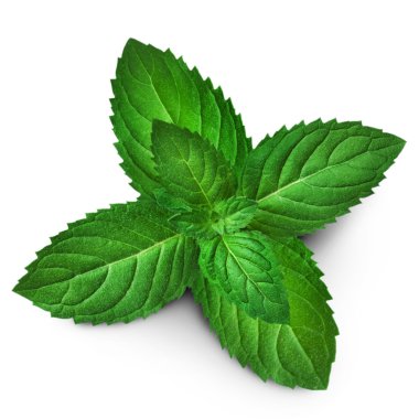 Mint isolated on white clipart