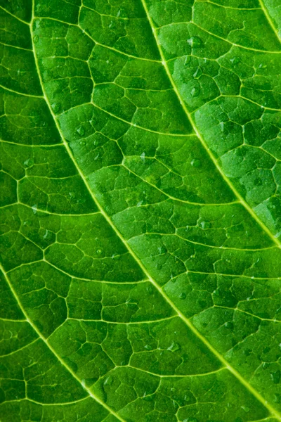 Texture foglia verde. Macro — Foto Stock