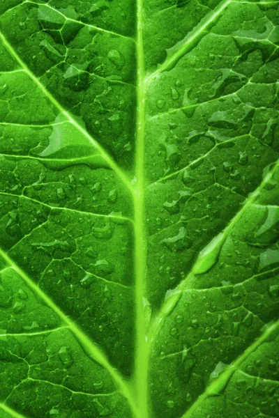 Texture fogliare verde con goccioline — Foto Stock