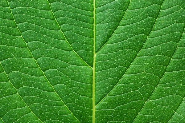 Green leaf texture with droplets — Stock Photo, Image