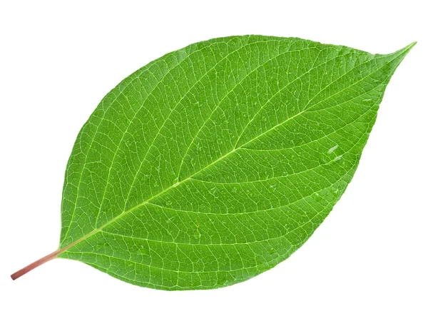 Folha verde em um branco — Fotografia de Stock