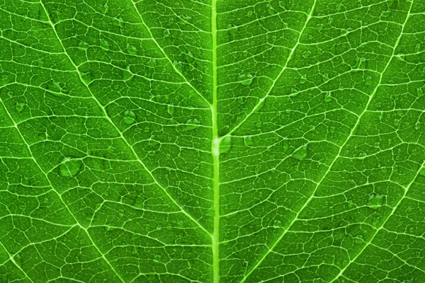방울과 녹색 잎 텍스처입니다. 매크로 — 스톡 사진