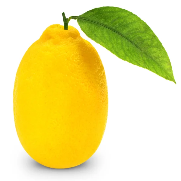 Fresh lemon citrus — Stock Photo, Image