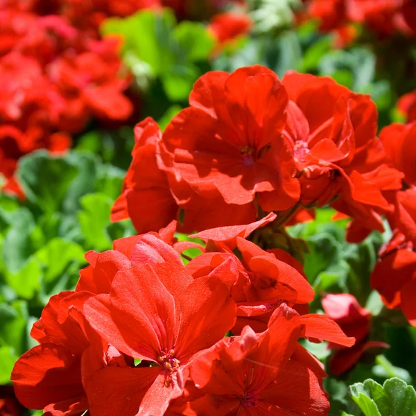 stock image Red flowers on a green background