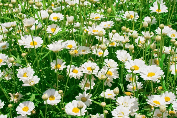 Sunny daisy louka — Stock fotografie