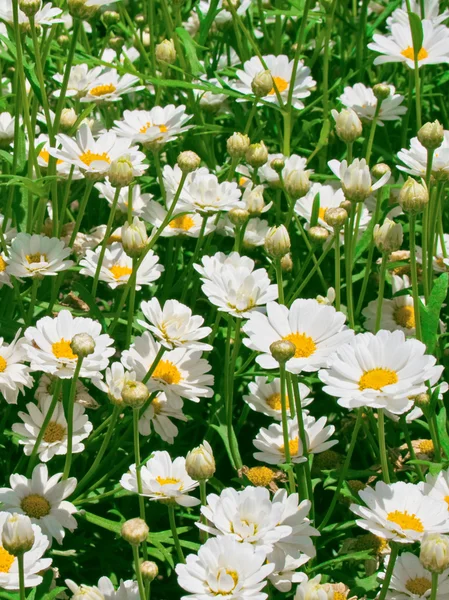 Sunny daisy louka — Stock fotografie