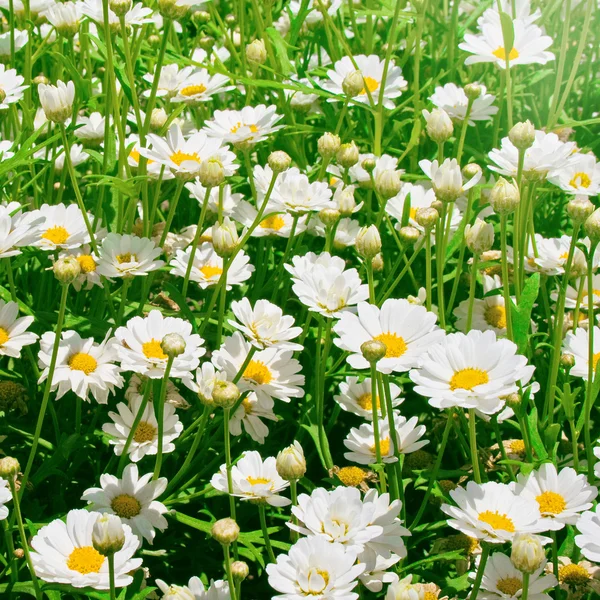 Soliga daisy äng — Stockfoto