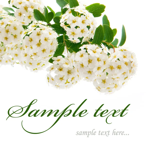 美丽的白色鲜花 — 图库照片