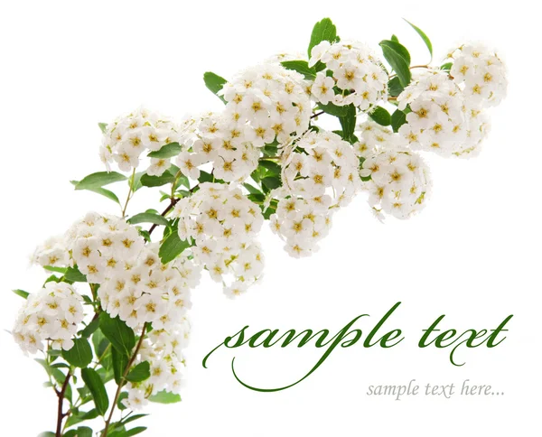 Vackra vita blommor — Stockfoto