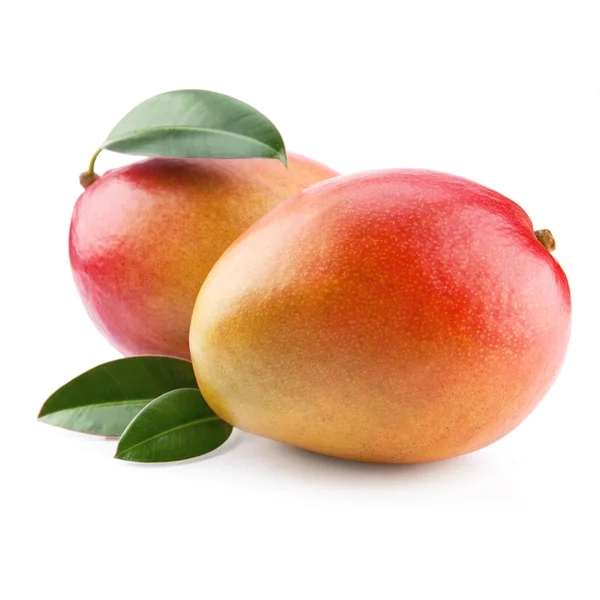 Fruits de mangue — Photo