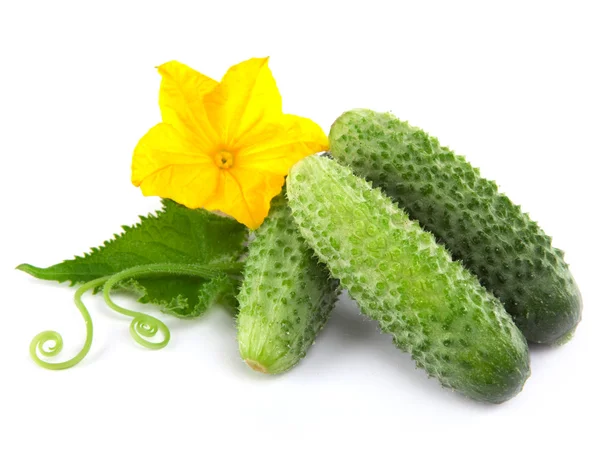 stock image Cucumber