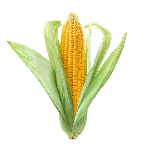 Egy fül kukorica — Stock Fotó