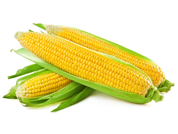 Klas kukuřice — Stock fotografie