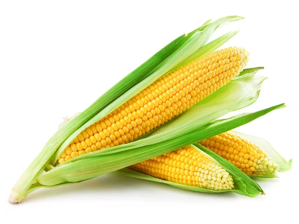 An ear of corn — Stock Photo, Image