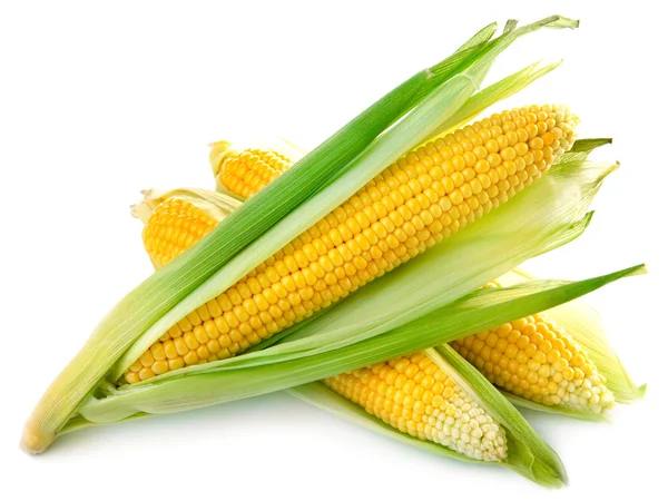 Een oor van maïs — Stockfoto