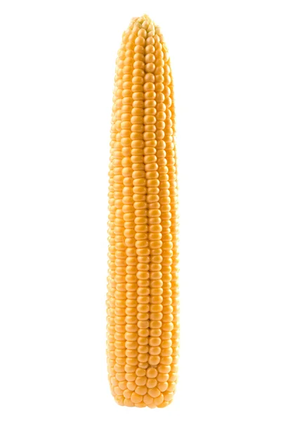 Uma espiga de milho — Fotografia de Stock
