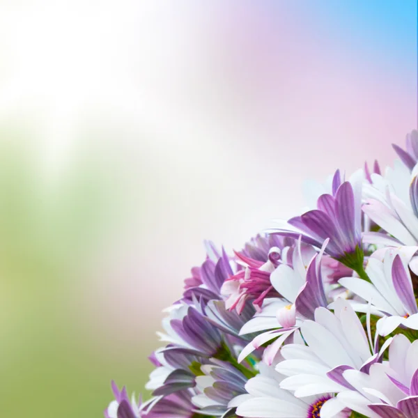 Vacker lila — Stockfoto