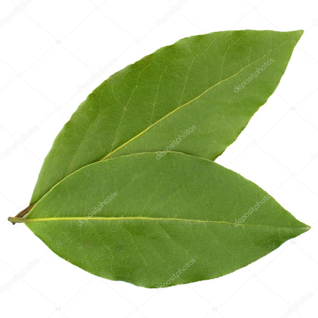 Laurel leaf