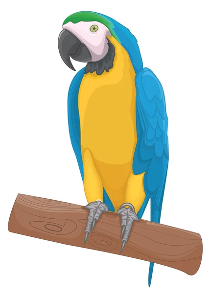 Papoušek pták vektorové ilustrace — Stockový vektor