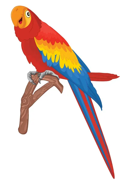 Rode papegaai vogel vectorillustratie — Stockvector