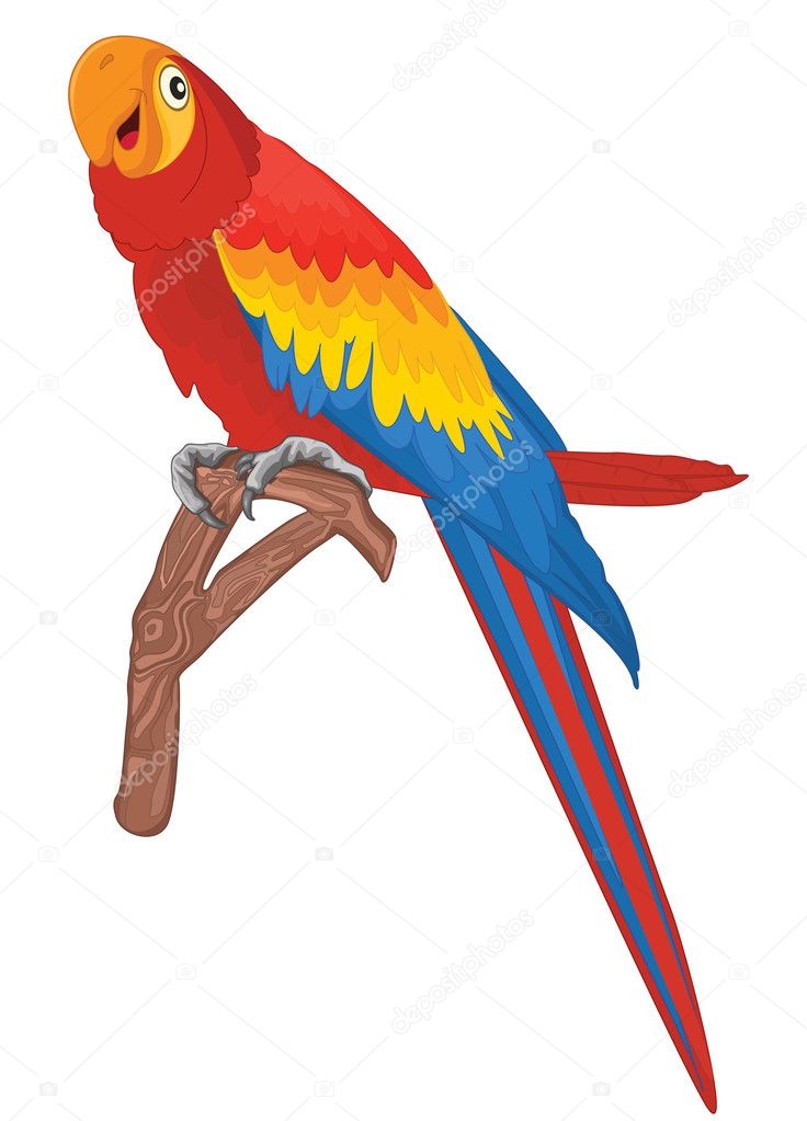 Red parrot bird vector illustration