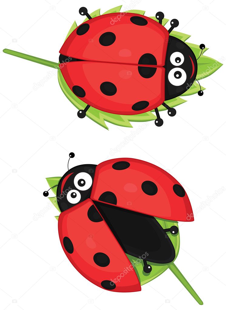 Isolated ladybug vector illustratiion