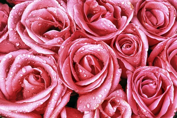 Rosa rosas close-up com gotas de água — Fotografia de Stock