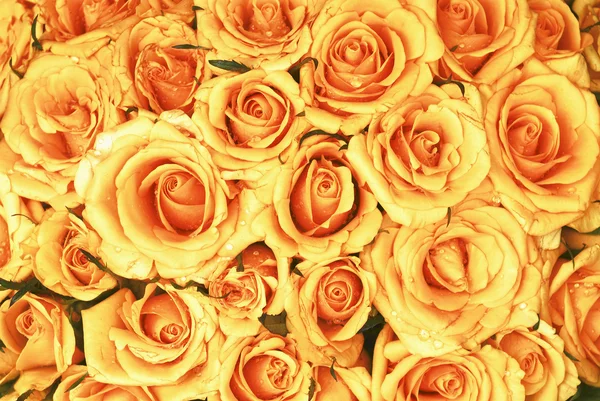 Yellow roses bouquet with water drops — Stock Photo, Image