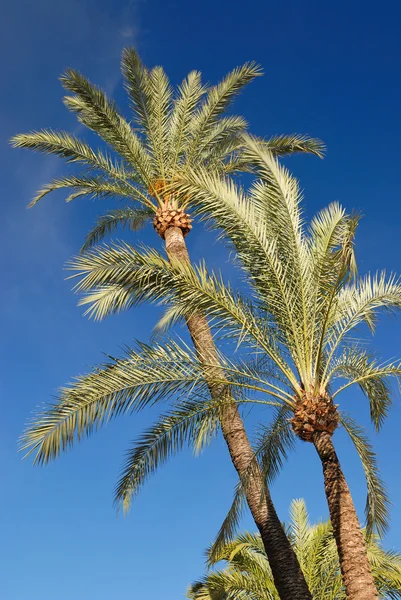 stock image Palm trees on blue sky