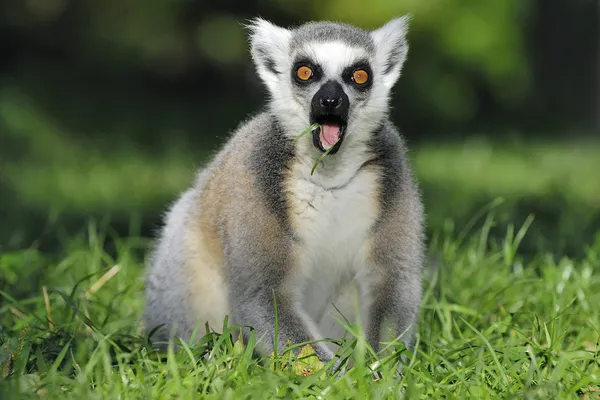Překvapen ringtailed lemur lapal po dechu — Stock fotografie