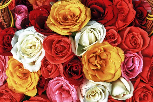 Wielu kolorowych róż z kropli wody — Zdjęcie stockowe