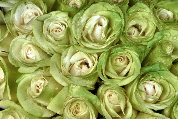 Букет белых роз с капельками воды Лицензионные Стоковые Фото