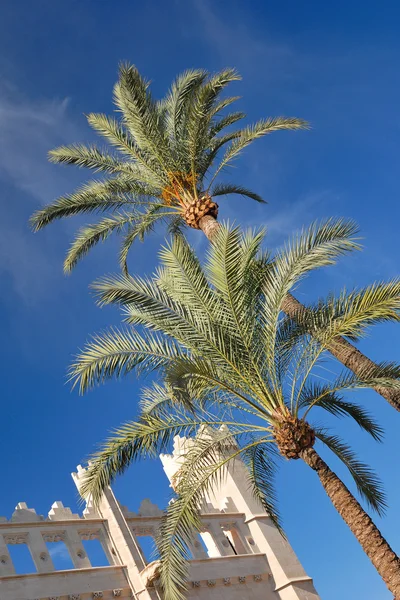 Two palm trees on sunny blue sky Royalty Free Stock Photos