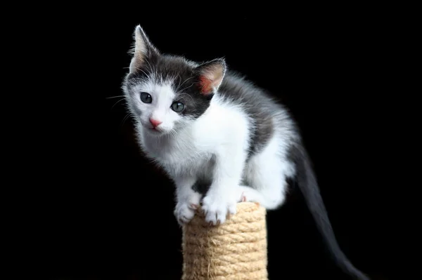 stock image Kitten on scratching post