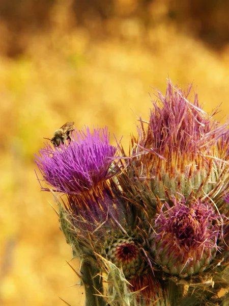 Thistle çiçek