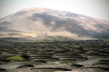 Vineyards in La Geria, Lanzarote, canary islands, Spain. clipart