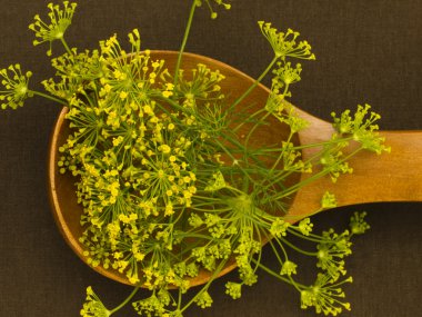 Fennel flowers spice in the spoon clipart