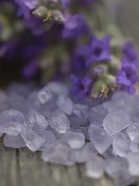 Lavendelarrangement — Stockfoto