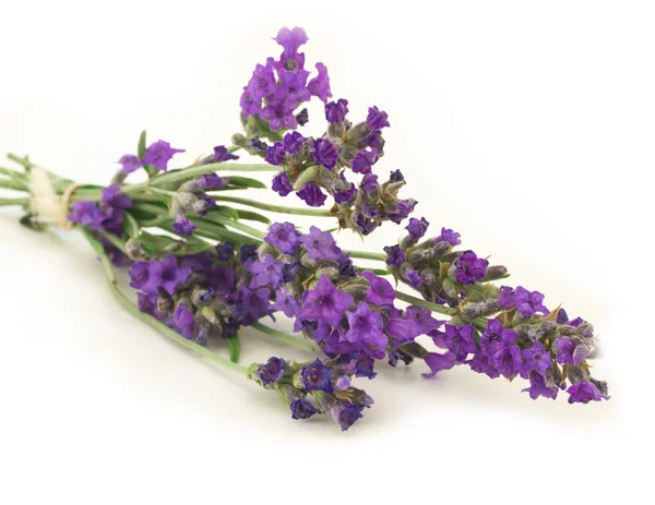 stock image Lavender isolated on the white