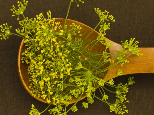 Flores de hinojo especias en la cuchara — Foto de Stock