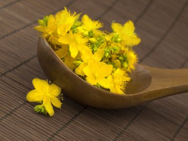 St John's wort in the spoon clipart