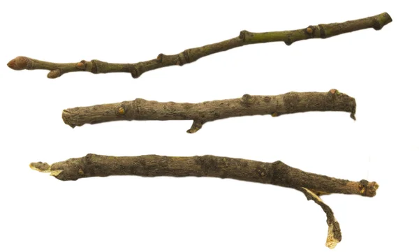Collection of branches — Stock Photo, Image