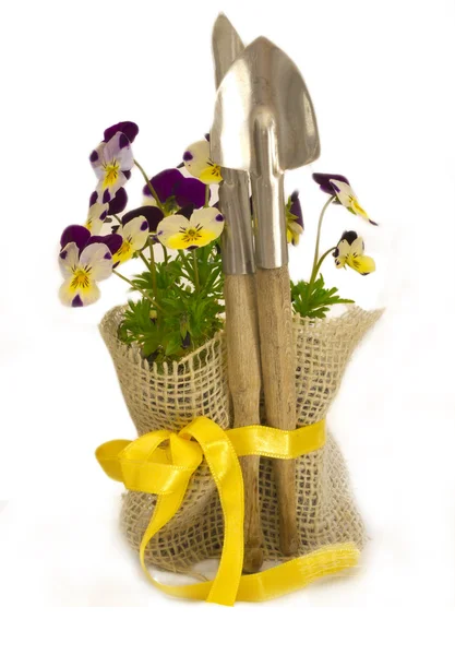 Fresh viola flowers in the pots with shovels — Stock Photo, Image
