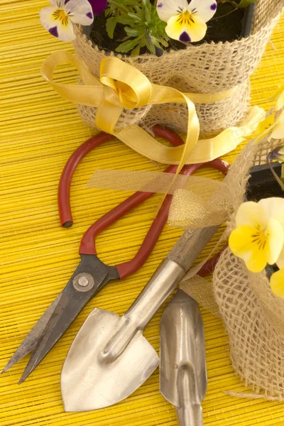 चाकू के साथ बर्तनों में ताजा वायोला फूल — स्टॉक फ़ोटो, इमेज
